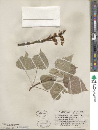 Populus nigra image