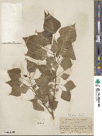 Populus nigra image