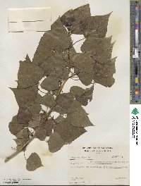 Populus nigra image