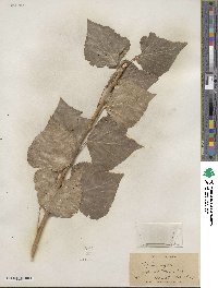 Populus nigra image