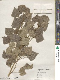 Populus nigra image