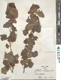 Populus nigra var. italica image