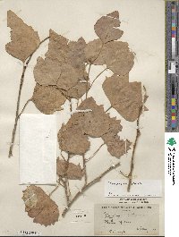 Populus nigra var. italica image