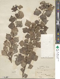 Populus nigra image