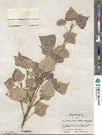 Populus nigra var. italica image