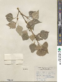 Populus nigra var. italica image