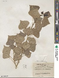 Populus nigra image