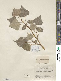 Populus nigra var. italica image