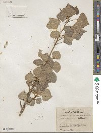 Populus nigra image