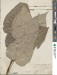 Image of Populus robusta