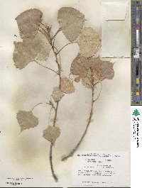 Populus deltoides subsp. monilifera image