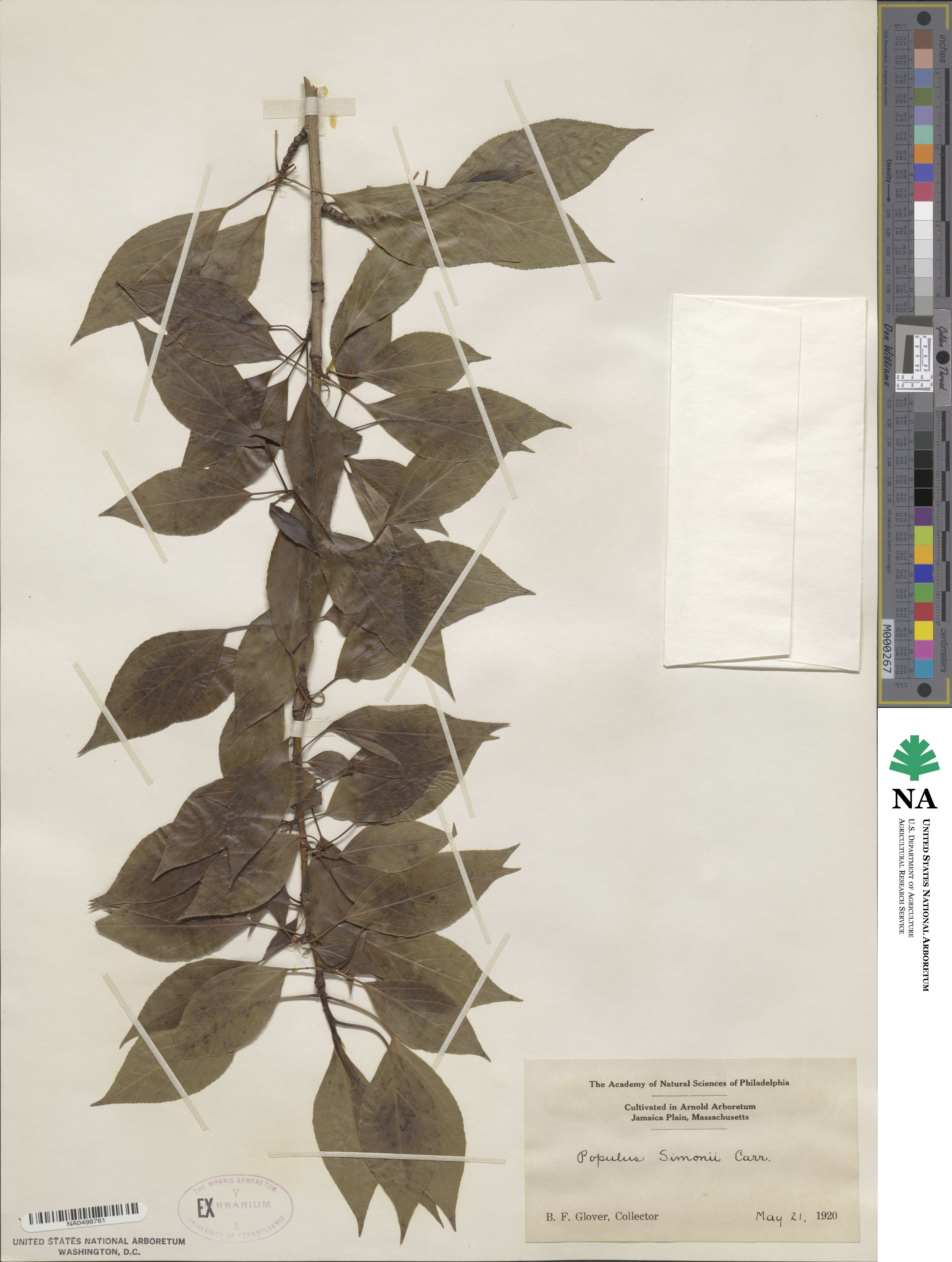 Populus simonii image