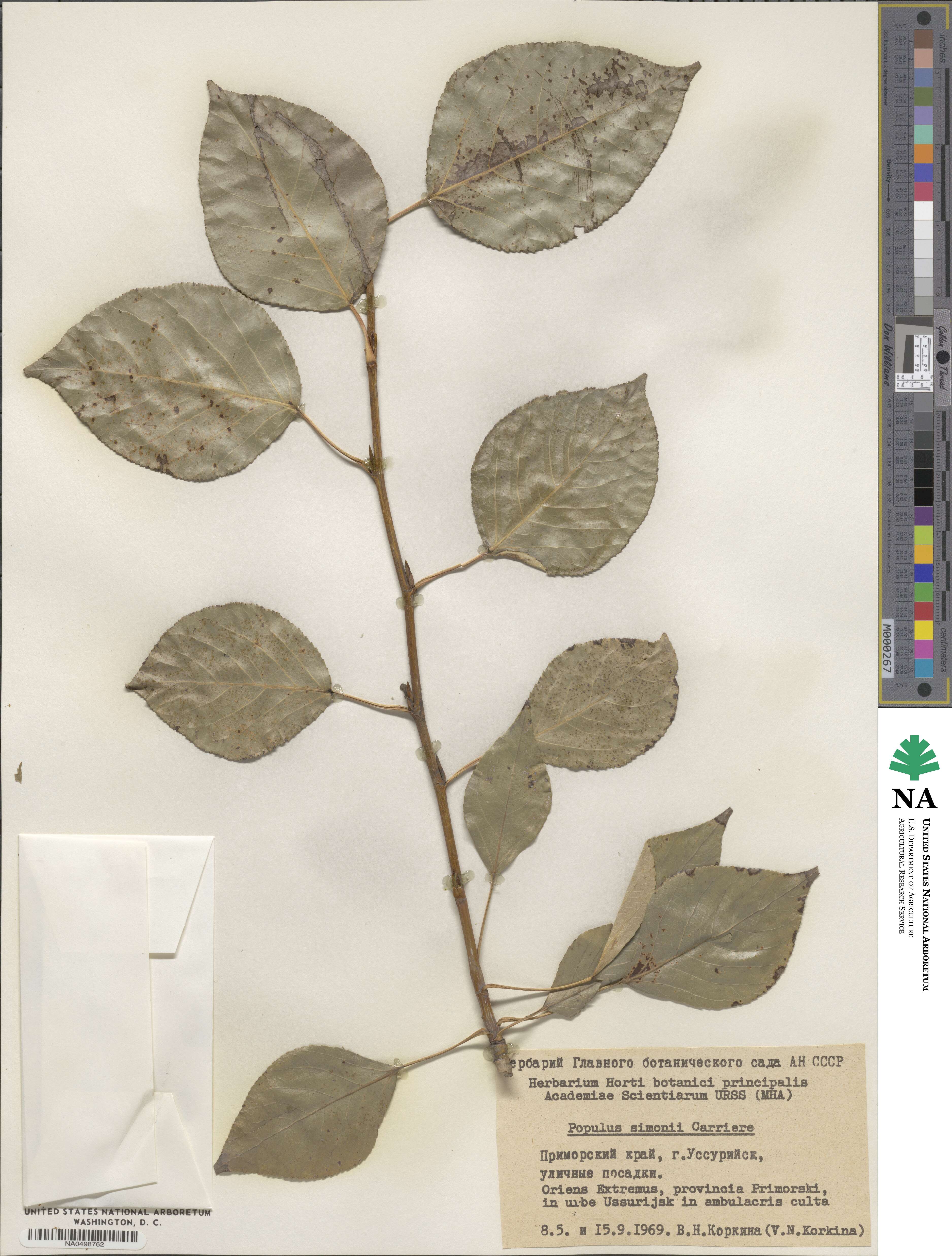 Populus simonii image