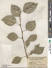 Populus simonii image