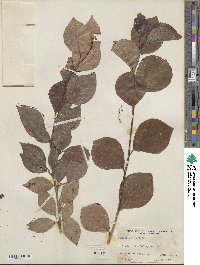 Populus simonii image