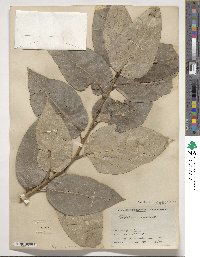 Populus suaveolens image