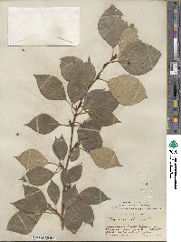 Populus suaveolens image