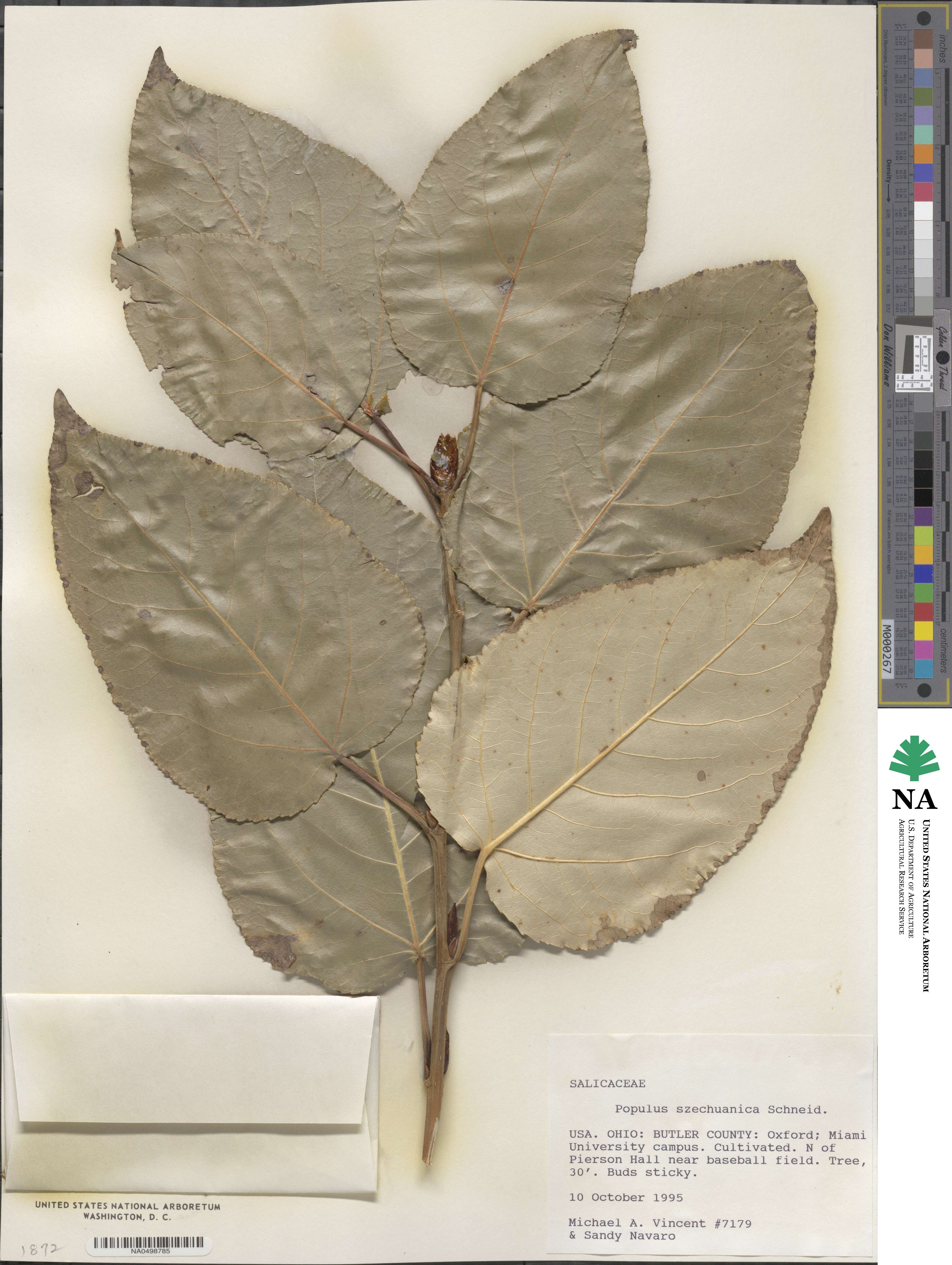 Populus szechuanica image