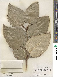 Populus szechuanica image