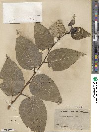 Populus szechuanica image