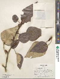 Populus trichocarpa image