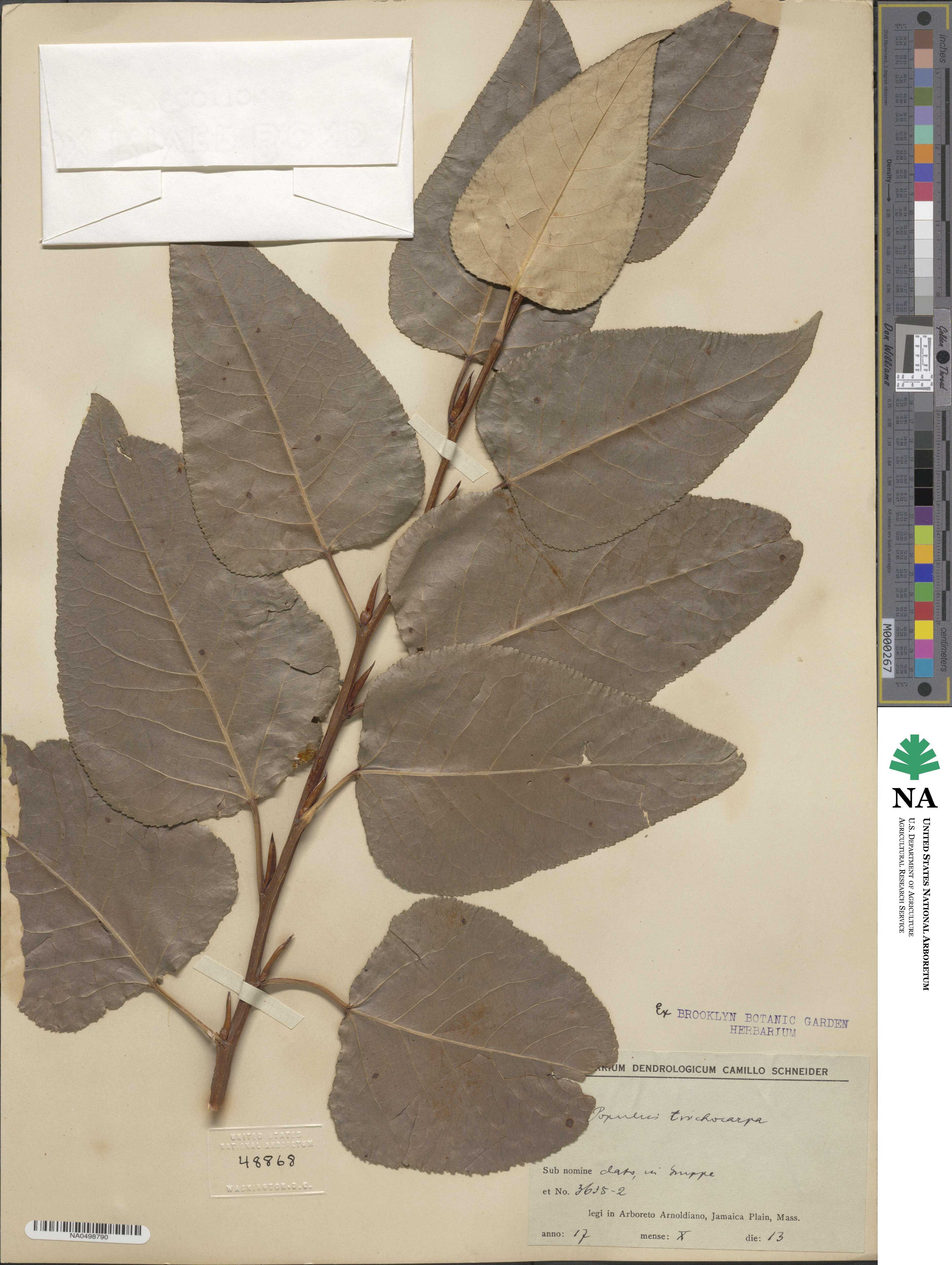 Populus trichocarpa image