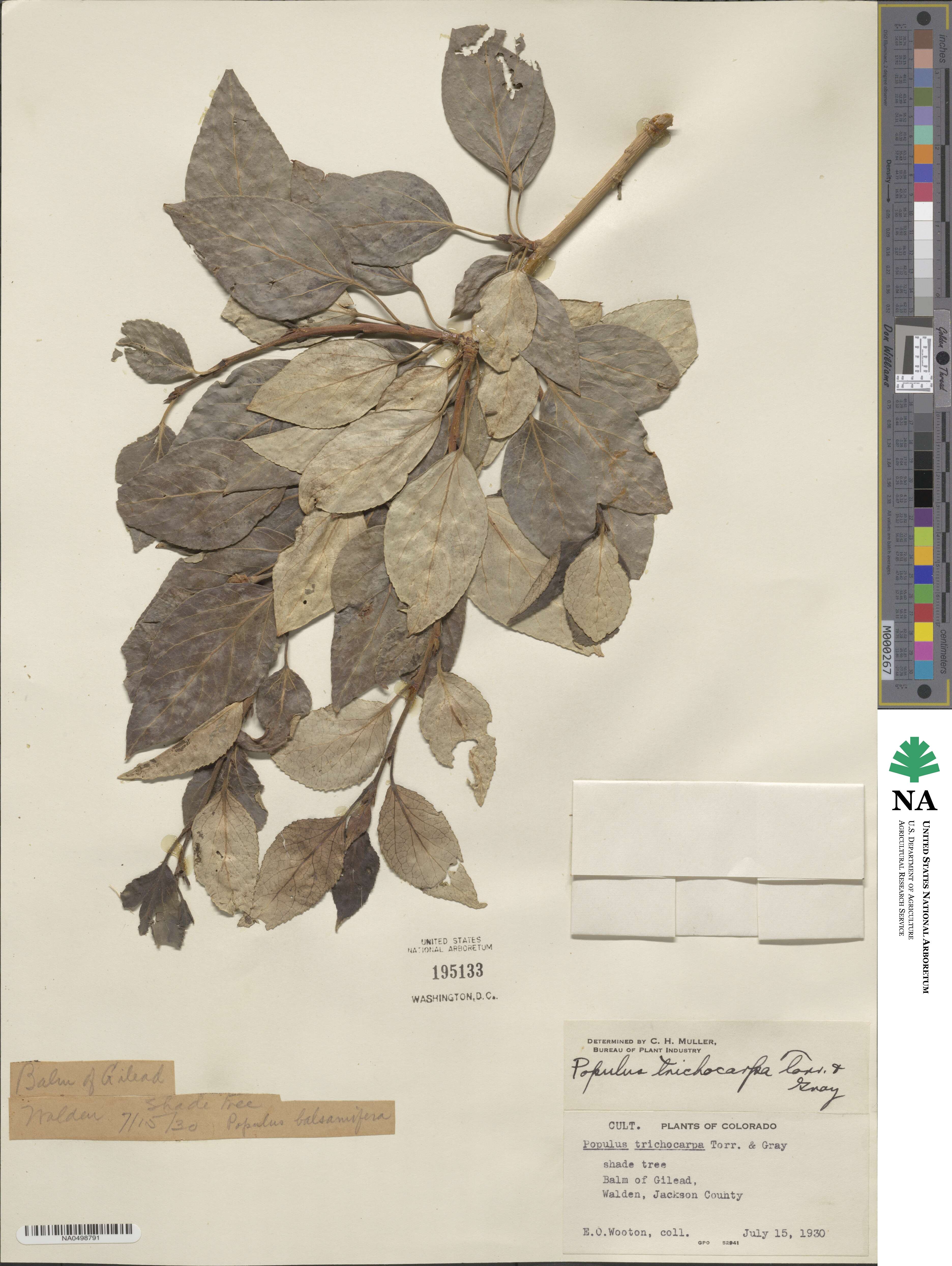Populus trichocarpa image