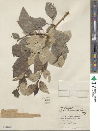 Populus trichocarpa image