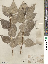 Populus trichocarpa image