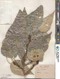 Image of Populus yunnanensis