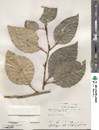 Populus yunnanensis image