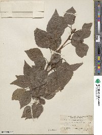 Populus balsamifera image