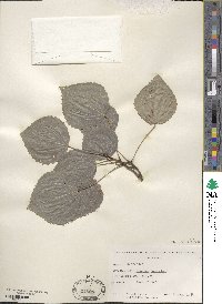 Populus tremula image