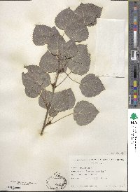 Populus tremula image