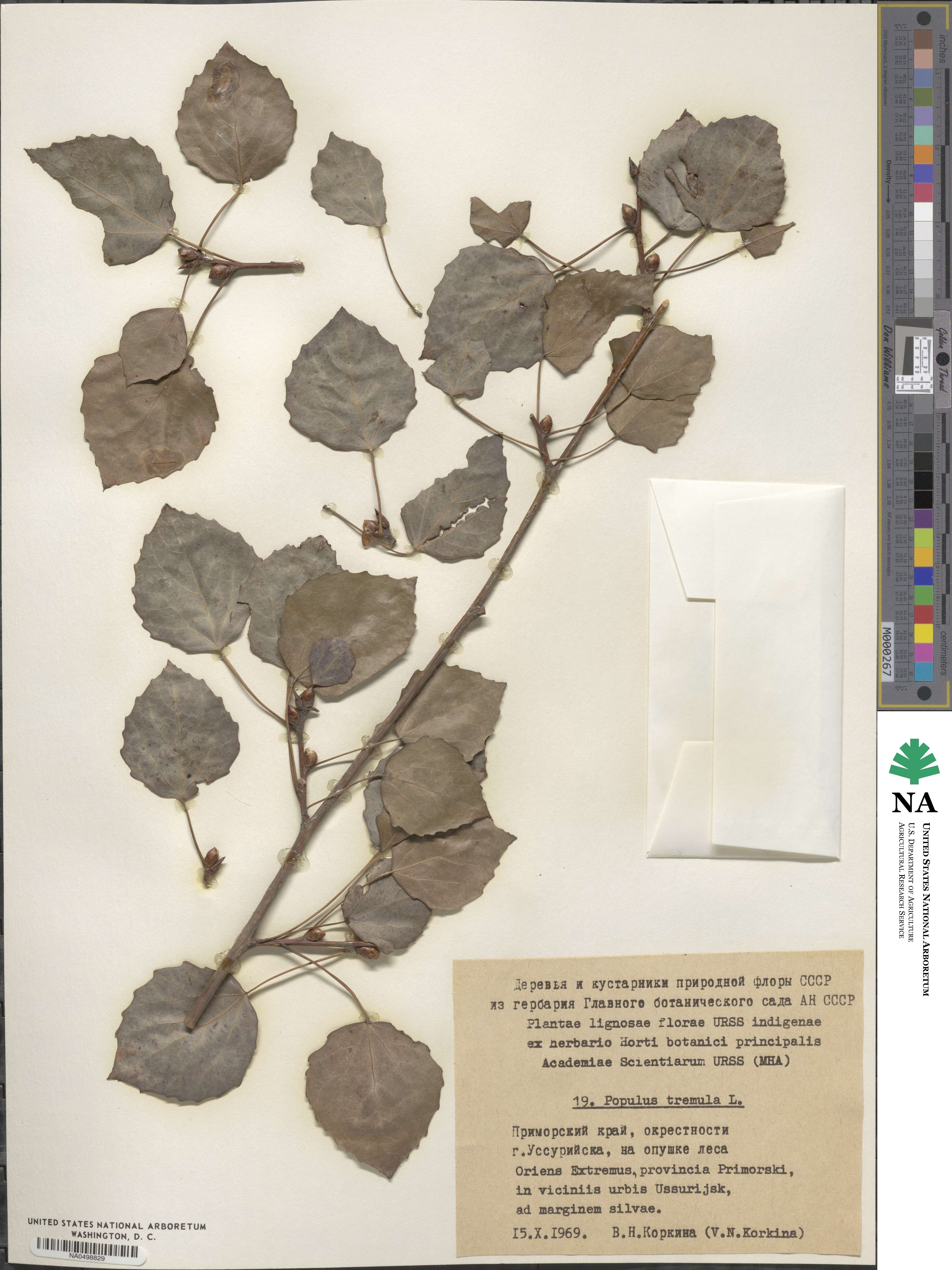 Populus tremula image