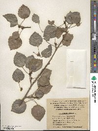 Populus tremula image