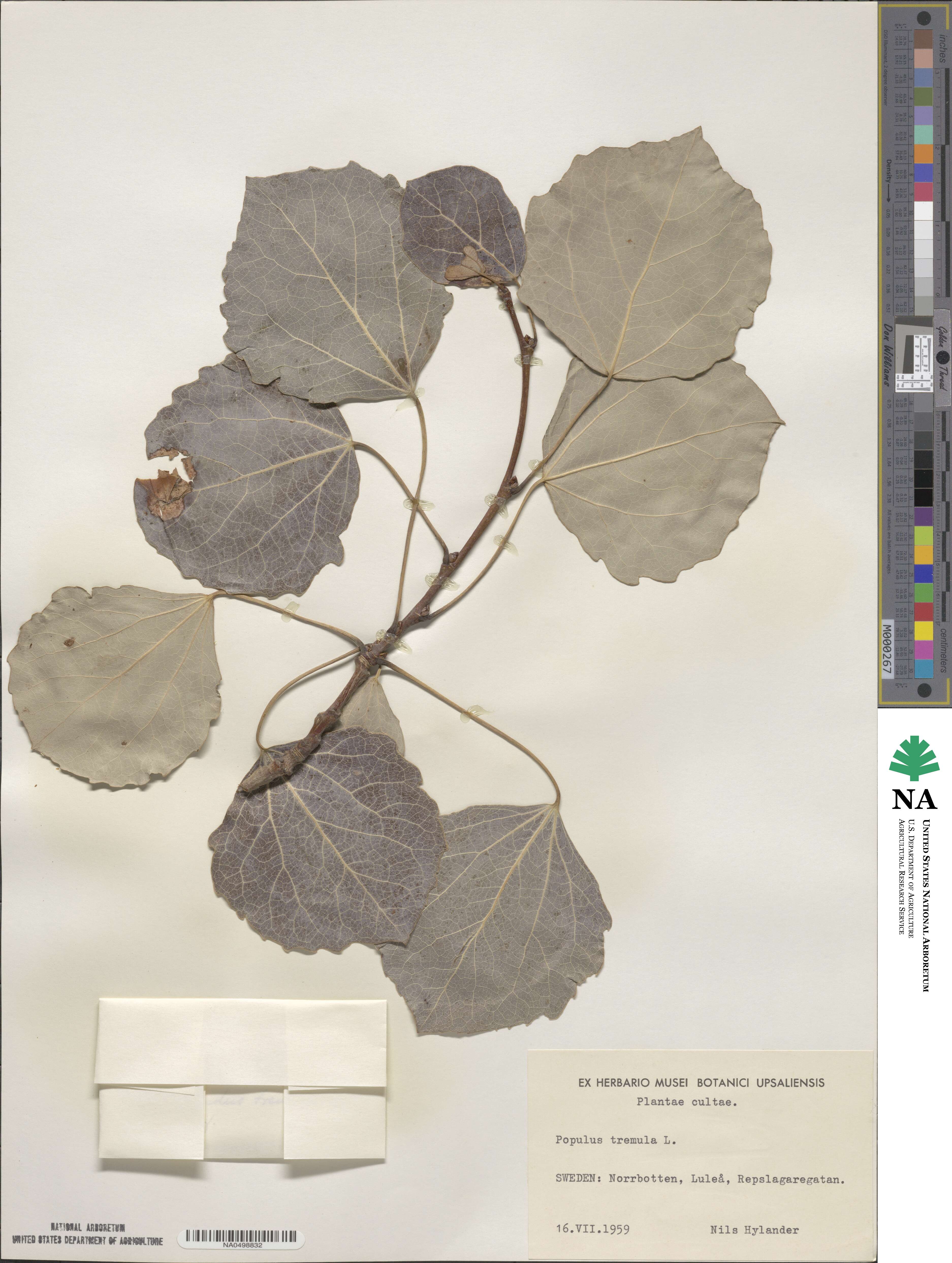 Populus tremula image