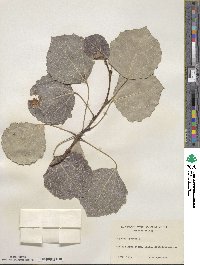 Populus tremula image