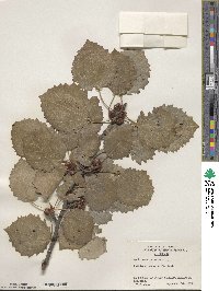 Populus tremula image