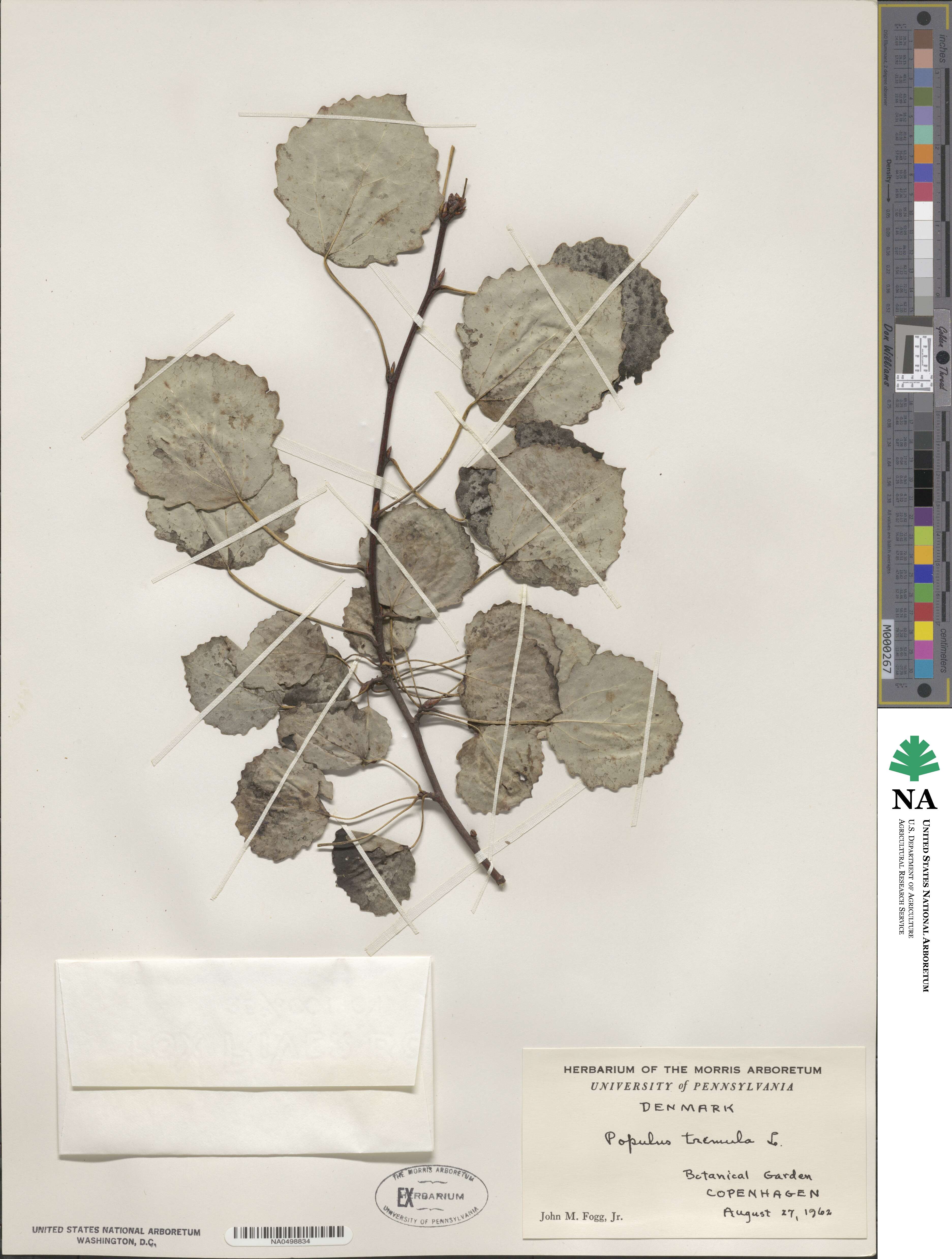 Populus tremula image