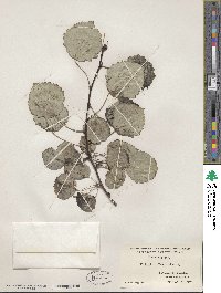 Populus tremula image