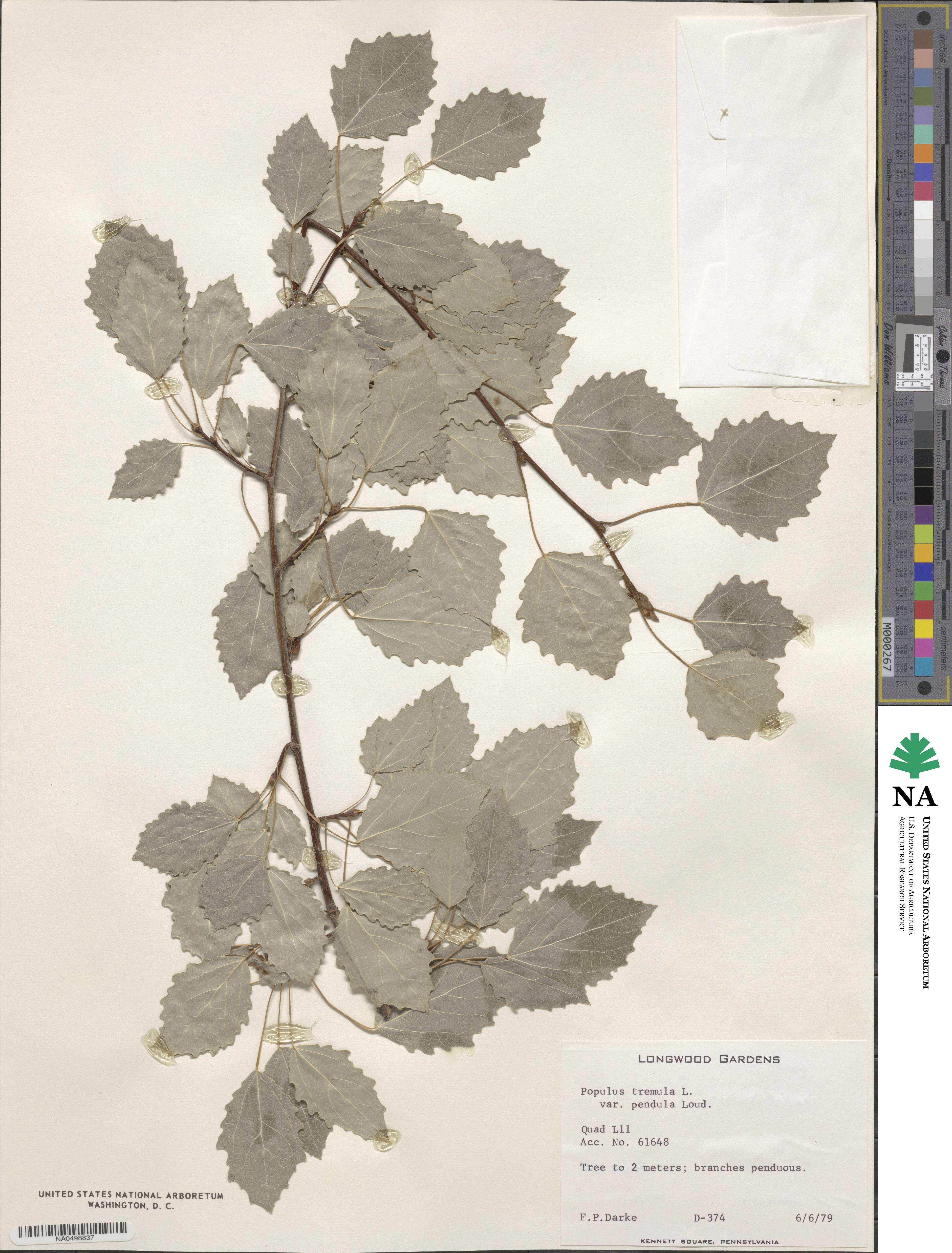 Populus tremula image