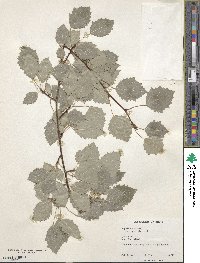 Populus tremula image