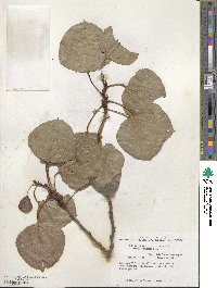 Populus tremuloides image