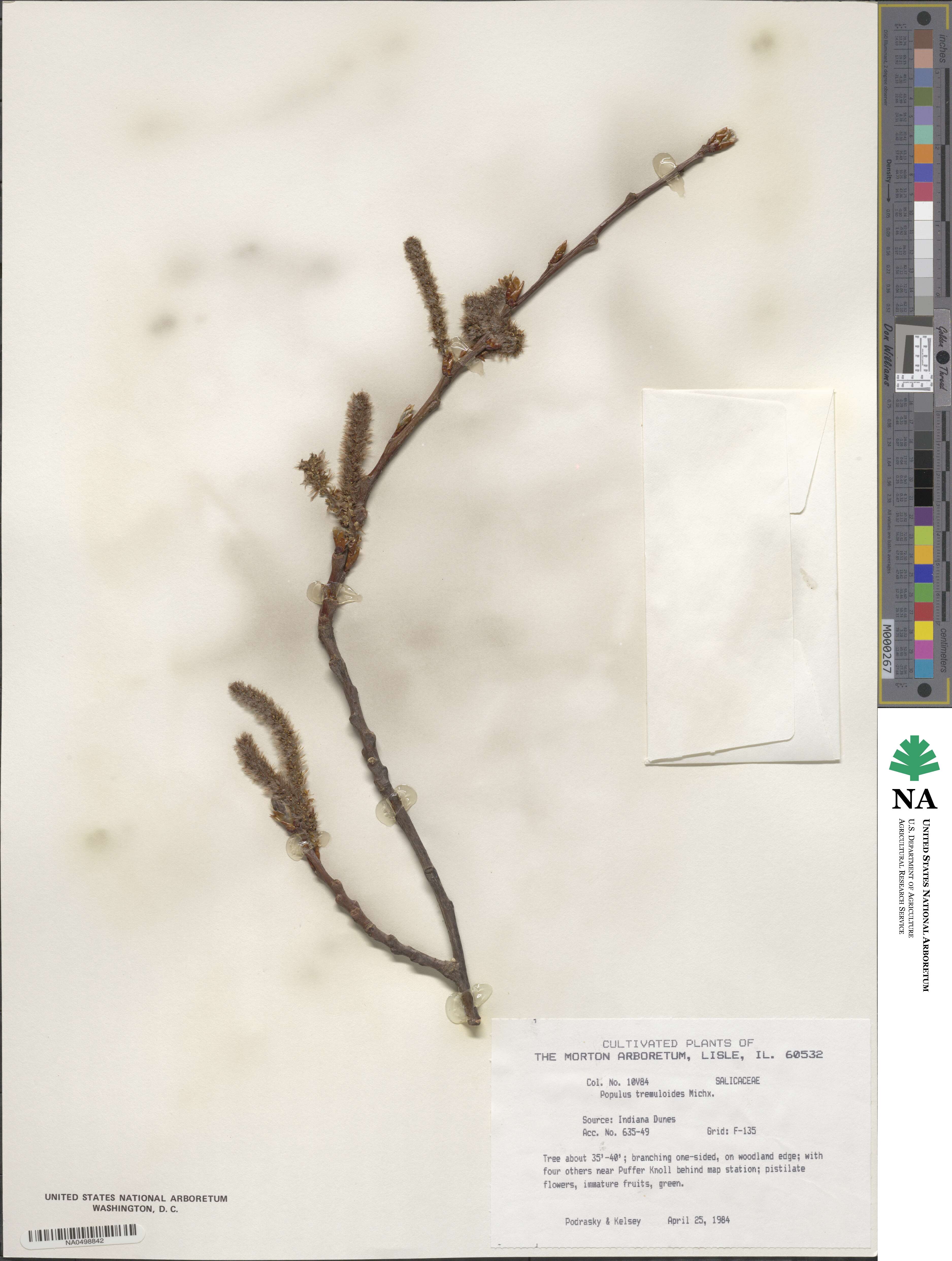 Populus tremuloides image