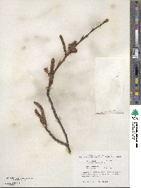 Populus tremuloides image