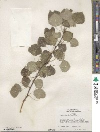 Populus tremuloides image