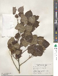 Populus tremuloides image