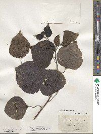 Populus tremuloides image