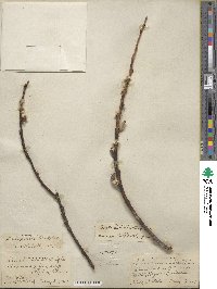 Salix alaxensis image